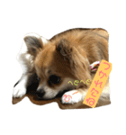 チワワ のみき❤️ゆき仲良し言葉①（個別スタンプ：22）