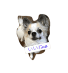 チワワ のみき❤️ゆき仲良し言葉①（個別スタンプ：24）