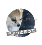 チワワ のみき❤️ゆき仲良し言葉①（個別スタンプ：25）