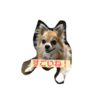 チワワ のみき❤️ゆき仲良し言葉①（個別スタンプ：33）