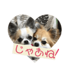 チワワ のみき❤️ゆき仲良し言葉①（個別スタンプ：36）