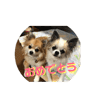 チワワ のみき❤️ゆき仲良し言葉①（個別スタンプ：37）