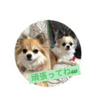 チワワ のみき❤️ゆき仲良し言葉①（個別スタンプ：38）