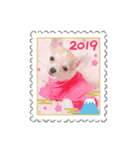 Chihuahua Milk 02（個別スタンプ：1）