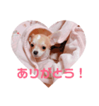 Chihuahua Milk 02（個別スタンプ：2）