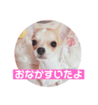 Chihuahua Milk 02（個別スタンプ：4）