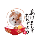 Chihuahua Milk 02（個別スタンプ：6）