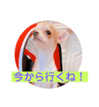 Chihuahua Milk 02（個別スタンプ：7）