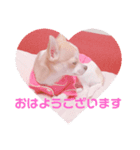 Chihuahua Milk 02（個別スタンプ：8）