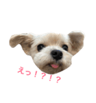 マル吉さん（個別スタンプ：1）