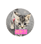 子ねこのスタンプ（個別スタンプ：1）
