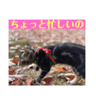 子ねこのスタンプ（個別スタンプ：4）