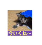 子ねこのスタンプ（個別スタンプ：8）