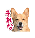 ぎんさんセリフスタンプ②（個別スタンプ：1）