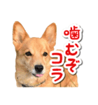 ぎんさんセリフスタンプ②（個別スタンプ：2）