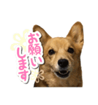 ぎんさんセリフスタンプ②（個別スタンプ：3）