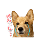 ぎんさんセリフスタンプ②（個別スタンプ：7）