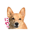 ぎんさんセリフスタンプ②（個別スタンプ：8）