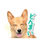 ぎんさんセリフスタンプ②（個別スタンプ：11）