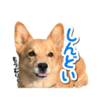 ぎんさんセリフスタンプ②（個別スタンプ：12）