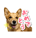 ぎんさんセリフスタンプ②（個別スタンプ：15）