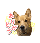 ぎんさんセリフスタンプ②（個別スタンプ：16）