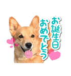ぎんさんセリフスタンプ②（個別スタンプ：18）