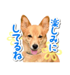 ぎんさんセリフスタンプ②（個別スタンプ：20）