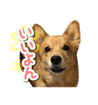 ぎんさんセリフスタンプ②（個別スタンプ：22）