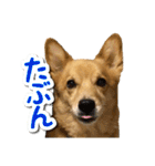 ぎんさんセリフスタンプ②（個別スタンプ：23）