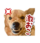 ぎんさんセリフスタンプ②（個別スタンプ：38）