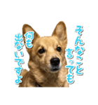 ぎんさんセリフスタンプ②（個別スタンプ：39）