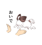 パピヨンくるみの親バカスタンプ part2（個別スタンプ：29）