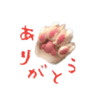 こまムギ オールスター（個別スタンプ：1）