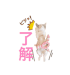 こまムギ オールスター（個別スタンプ：9）