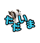 こまムギ オールスター（個別スタンプ：12）