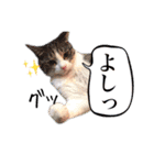 こまムギ オールスター（個別スタンプ：16）