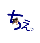 こまムギ オールスター（個別スタンプ：26）