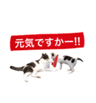 こまムギ オールスター（個別スタンプ：38）
