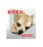 仲良し犬3兄弟（個別スタンプ：1）