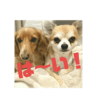 仲良し犬3兄弟（個別スタンプ：2）