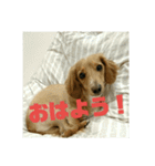 仲良し犬3兄弟（個別スタンプ：3）