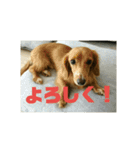 仲良し犬3兄弟（個別スタンプ：4）