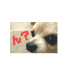 仲良し犬3兄弟（個別スタンプ：5）