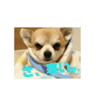 仲良し犬3兄弟（個別スタンプ：6）