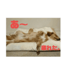 仲良し犬3兄弟（個別スタンプ：7）