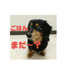 仲良し犬3兄弟（個別スタンプ：8）