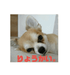 仲良し犬3兄弟（個別スタンプ：9）