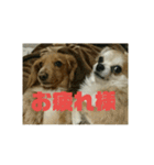 仲良し犬3兄弟（個別スタンプ：10）
