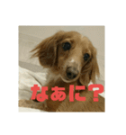 仲良し犬3兄弟（個別スタンプ：11）